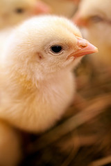Cute little chicken