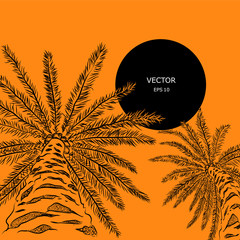 drawing palm. sketch, summer theme.. vector illustration