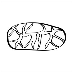 Raw cacao bean outline black white vector sign icon. Monochrome hand drawn vegetable symbol.