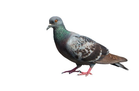 Isolated standing Dove, Pigeon