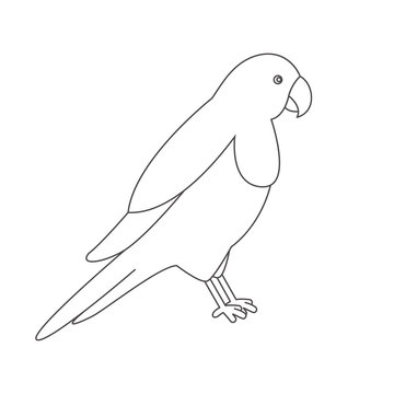 Parrot for coloring book. 