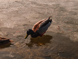 Kaczka.Portret © pokrza