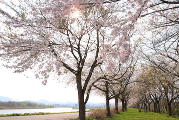 Obraz premium 角館の桜 / Cherry blossoms in full bloom, in kakunodate, akita