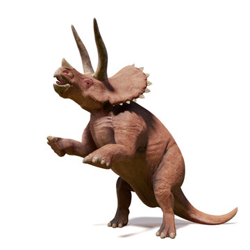 Triceratops horridus, Triceratops dinosaur of the late Cretaceous period in action (3d illustration isolated on white background)