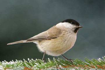 Willow tit