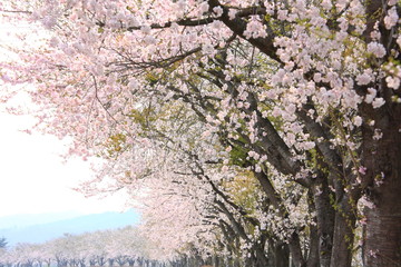 角館の桜 / Cherry blossoms in full bloom, in kakunodate, akita