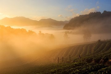Misty morning sunrise in strawberry garden, View of Morning Mist at doi angkhang Mountain, Chiang Mai, Thailand
