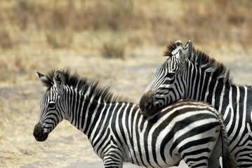 Fototapeta na wymiar Cuddling zebras, Tarangire National Park, Tanzania