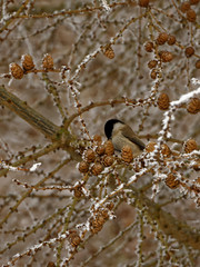 Willow tit feeding on larch tree