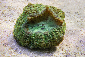 Green Scolymia coral. Donut Coral. Hard coral. Large polyp.