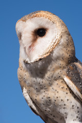 The barn owl, Close up view