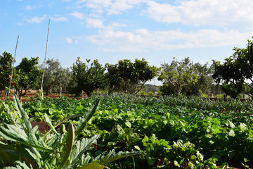 Huerta valenciana