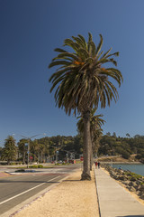 Fototapeta premium Palm tree on beach