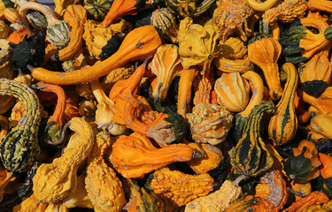 Squashs in a market, Montreal, Quebec, Canada