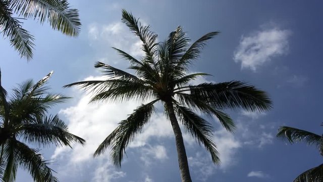 Palm tree at sunny day slowmotion shot