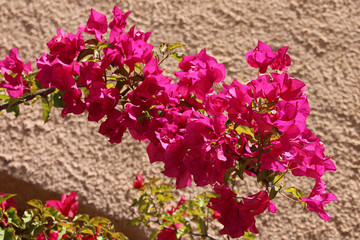 bougainvillea