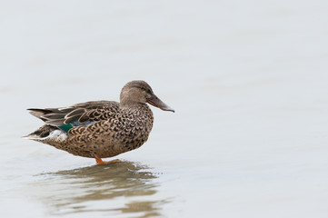 A duck stands in the water