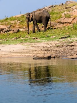 Isolated standing asian elephant and its reflection on water in gal oya national park Sri Lanka	