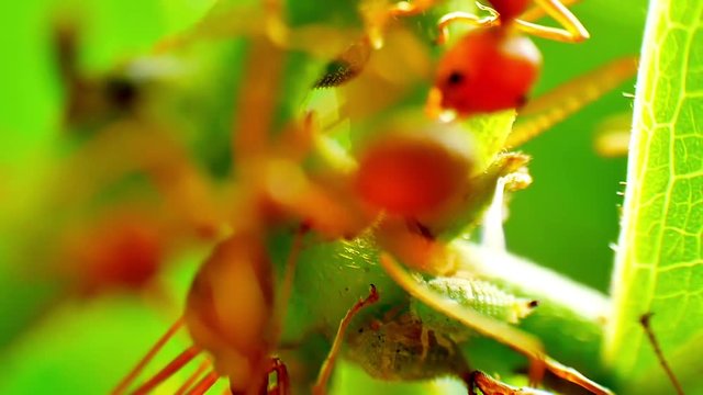 Red Ants farming and eating the honeydew release by the aphids share a relationship of mutualism