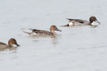 many ducks swim together to the same direction