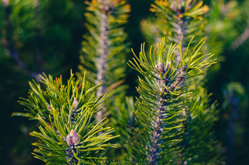Fir tree branches Background