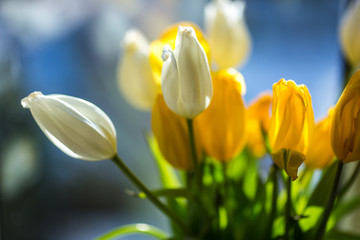 Bouquet of tulips standing at the window on a sunny day