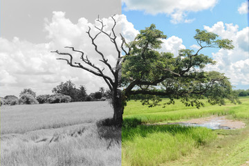 Mystery Tree that another half dead and another half still alive with leaves.