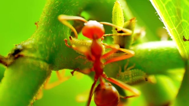 Red Ants farming and eating the honeydew release by the aphids share a relationship of mutualism