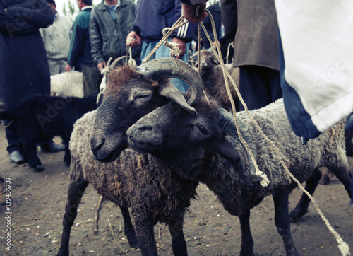 "Market where they sell the livestock" Stockfotos und lizenzfreie
