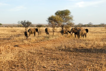 Naklejka na ściany i meble Herd of elephants, Tarangire National Park, Tanzania