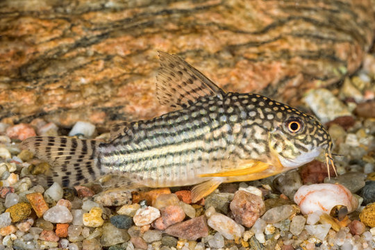 Portrait of catfish (Corydoras sterbai) in aquarium