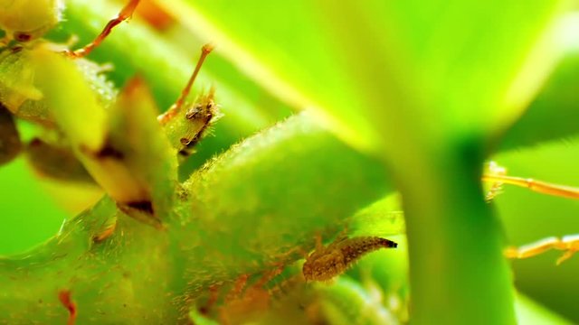 Red Ants farming and eating the honeydew release by the aphids share a relationship of mutualism