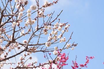 白梅