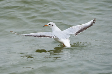 bird fly from the water