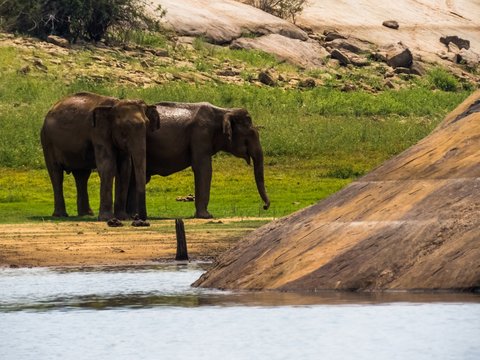 Two beautiful giant Asian elephants elephant couple standing near a lake riverbed in an island of a national park in Sri Lanka