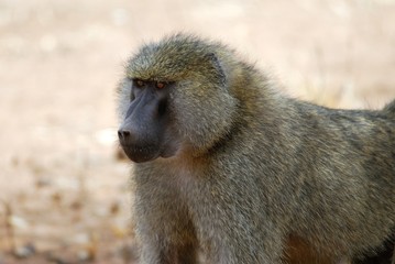 Baboon portrait, Tarangire National Park, Tanzania