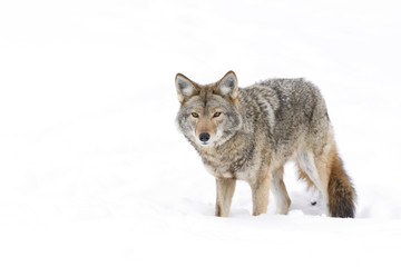 A lone Coyote isolated against a white background standing in the winter snow in Canada