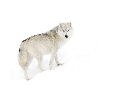 Arctic wolf in the winter snow