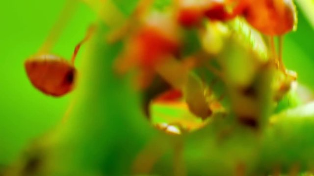 Red Ants farming and eating the honeydew release by the aphids share a relationship of mutualism