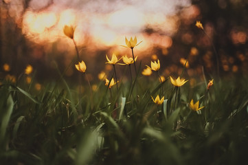 Tulips Bieberstein. Wild flowers on the sunset background. Spring flowers