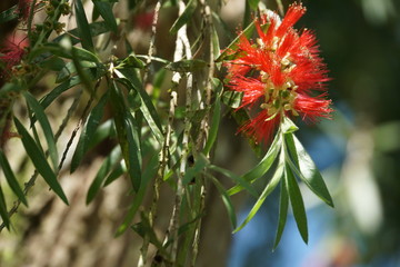 blühende Callistemon Viminalis
