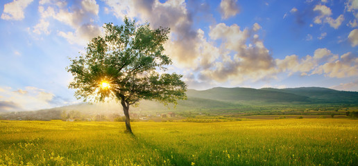 kleurrijke HDR-landschapsboom in heldergroene en blauwe natuur