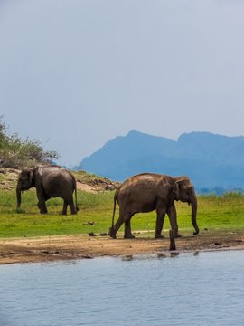 Two beautiful giant Asian elephants elephant couple standing near a lake riverbed in an island of a national park in Sri Lanka