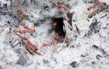 Aggressive bull ants coming out of nest to attack