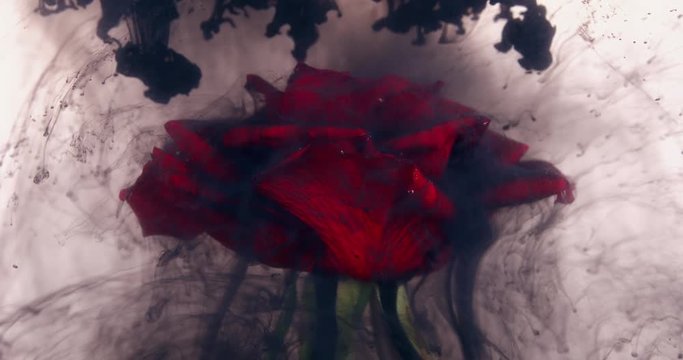 Amazingly wonderful atmospheric shot of a beautiful rose mixing with ink in water