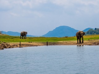 Two beautiful giant Asian elephants elephant couple standing near a lake riverbed in an island of a national park in Sri Lanka