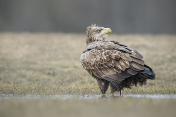 White-tailed eagle by waters edge