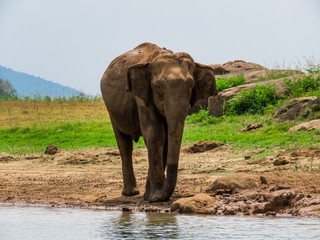 Obraz premium Giant Asian Elephant having a Mud water muddy bath as a sunscreen and insect repellent near lake riverbed in a National Park in Sri Lanka