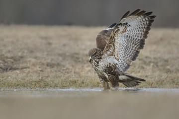 Common buzzard, Buteo Buteo, knee deep in water