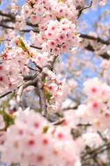 Cherry blossoms in full bloom, in kakunodate, akita